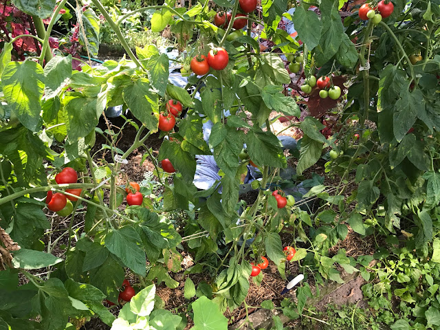 erntereife Tomaten (c) by Joachim Wenk erntereife Tomaten (c) by Joachim Wenk