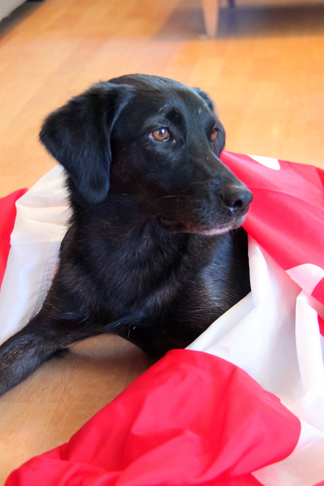 The Dog Who Sometimes Fetches CanadaDog (by Ojo)