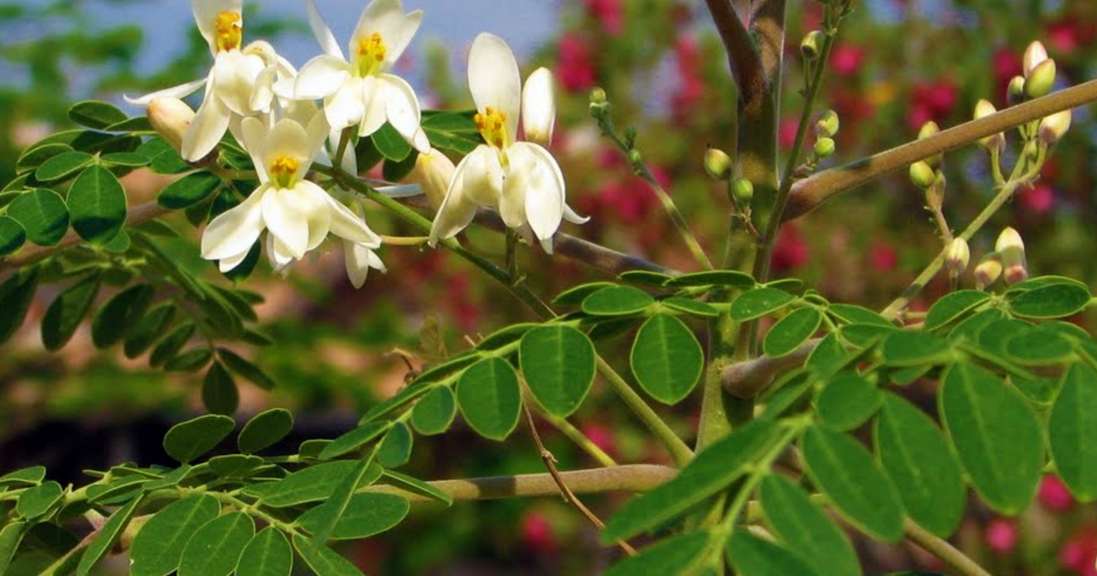 Moringa Oleifera: usi e benefici