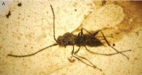 http://sciencythoughts.blogspot.co.uk/2013/08/four-new-species-of-wasp-from.html