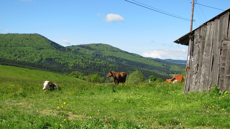 Na zejściu ze wzniesienia Golec. Na zejściu ze wzniesienia Golec.