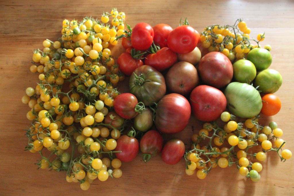 Towerwater Aan De Breede Rainbow Tomatoes