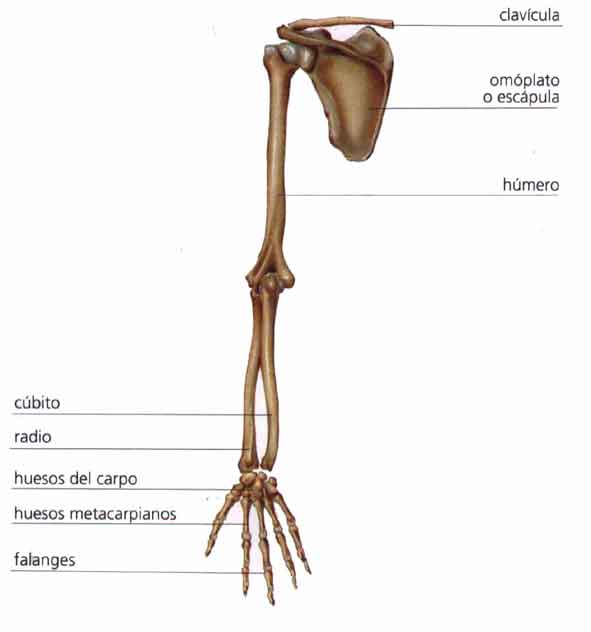 extremidades inferiores cuerpo humano
