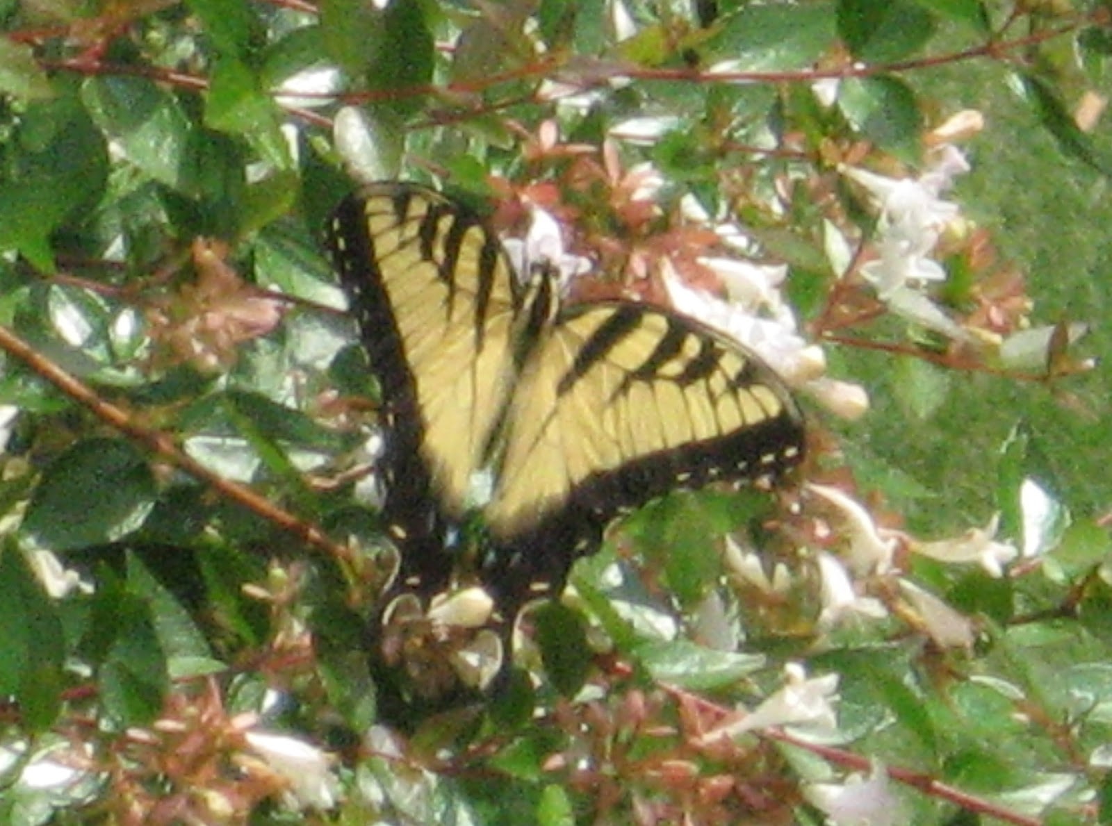 Prime Pest Solutions State Butterfly!