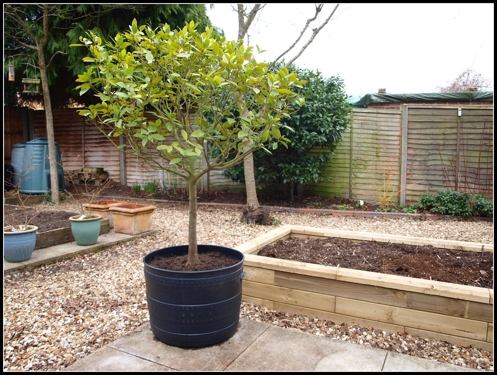 Mark's Veg Plot Repotting Bay trees