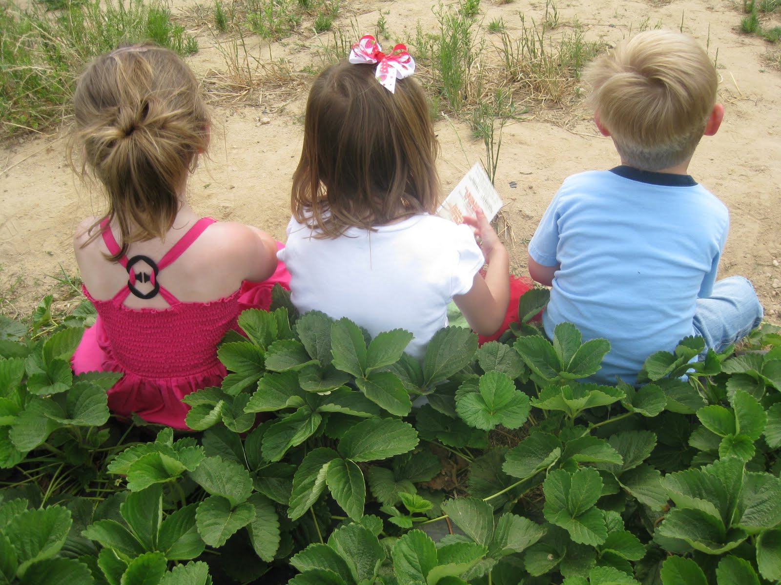 Knight and Day Strawberry Picking at Washington Farms