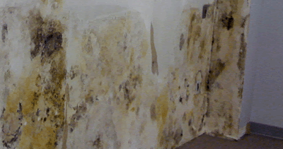 Mold Removal Non Toxic Black Non Toxic Black Mold Removal Photos