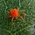 Control of Red Spider-mites
