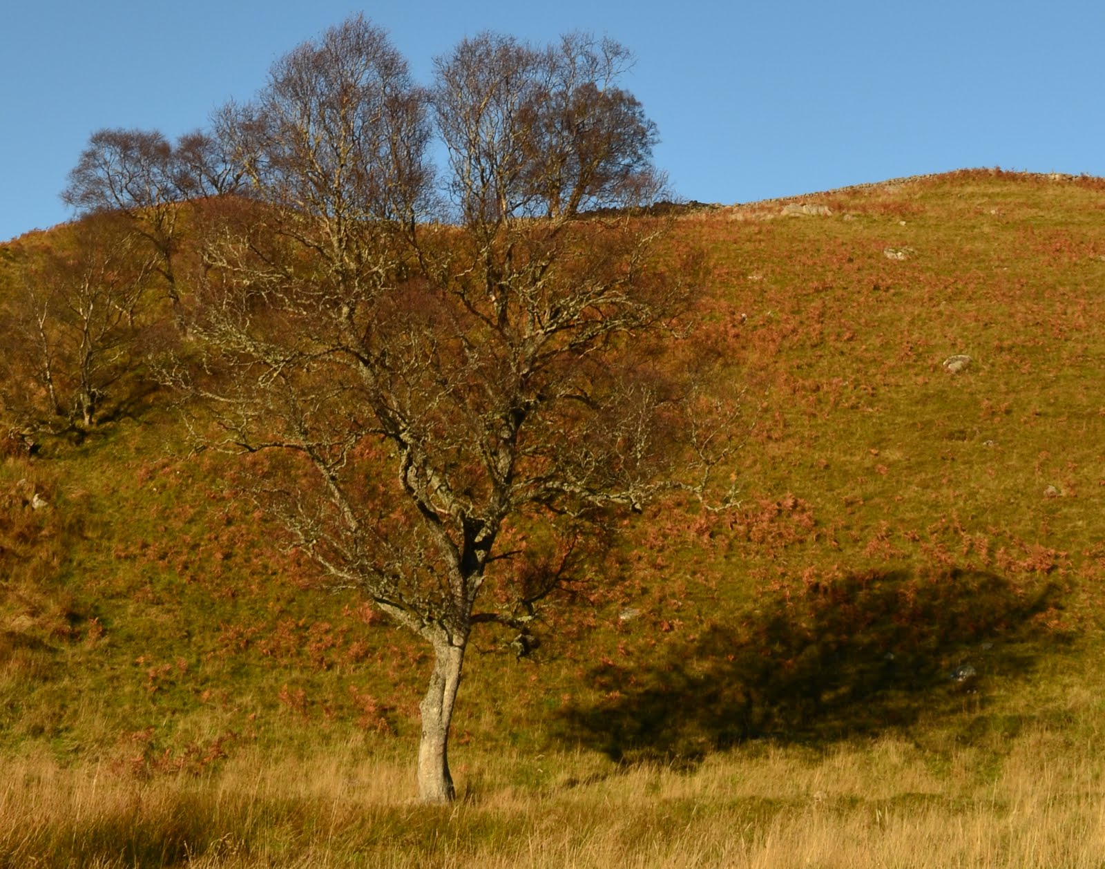 Tour Scotland Tour Scotland Autumn Photographs Trees Scottish