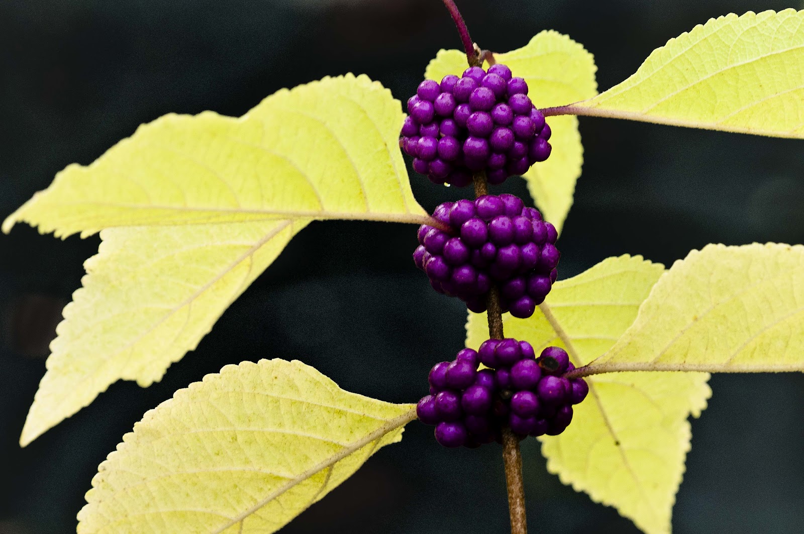 Kentucky Native Plant and Wildlife Plant of the Week American