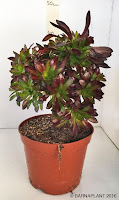 Plantas crasas, ejemplar aeonium arboreum atropurpurea
