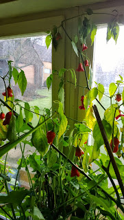 Glockenpaprika (c) by Joachim Wenk Glockenpaprika (c) by Joachim Wenk