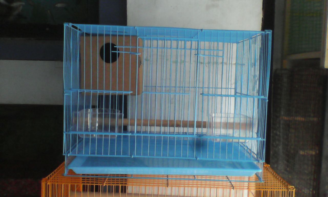 Breeding zebra finches