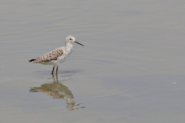 Marsh sandpiper, Nam Sang Wai, Hong Kong Marsh sandpiper, identified by its needle-like, thin bill.