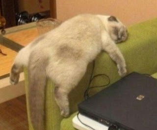 Ekspresi kucing lucu saat marah bikin ngakak Ekspresi kucing lucu saat marah bikin ngakak