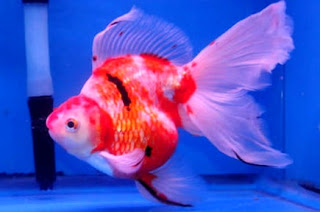 Jenis Ikan Mas Koki Termahal Daftar Jenis Ikan Mas Koki dengan harga Termahal