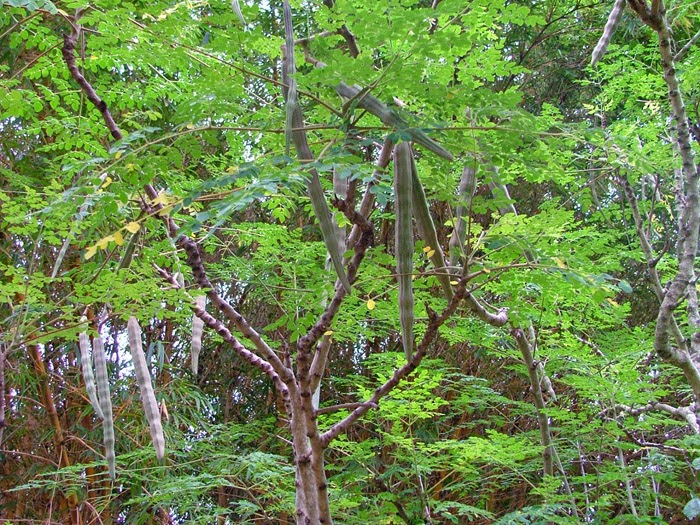 In A Costa Tropical Garden Moringa oleifera........Moringa Tree