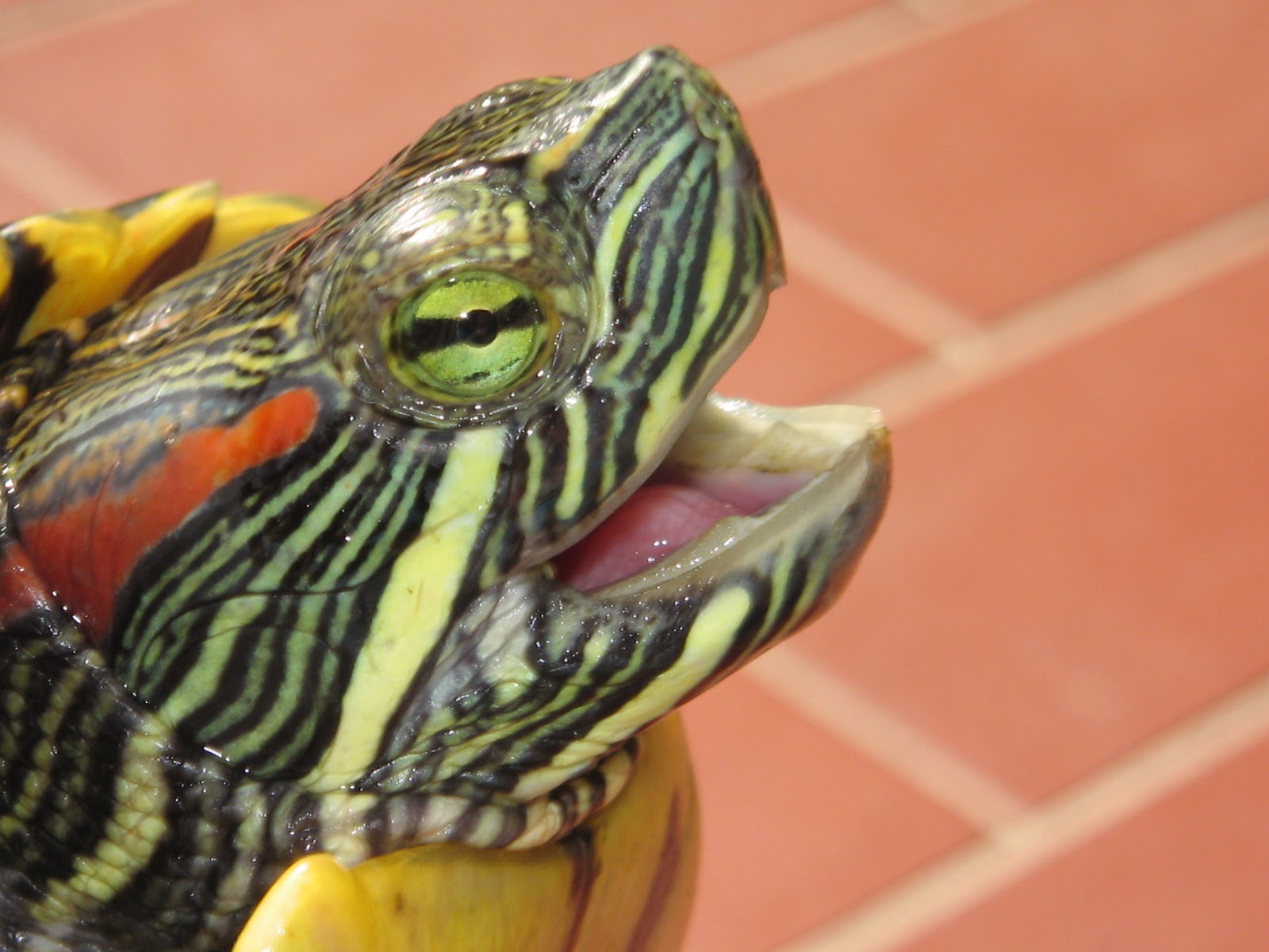 World of Aquatics The Red Ear Slider