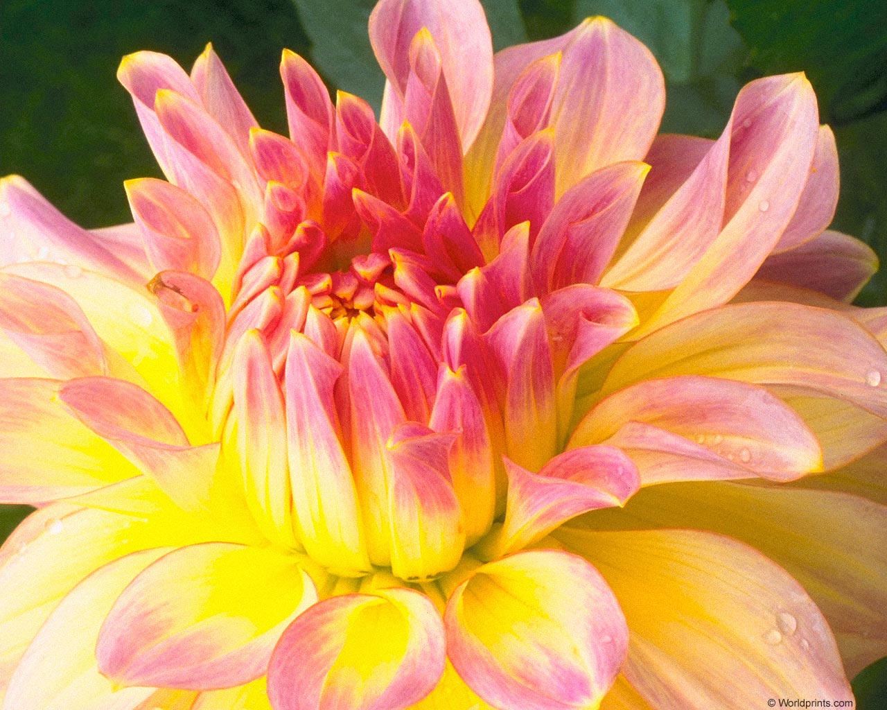 Flowers: Dahlia