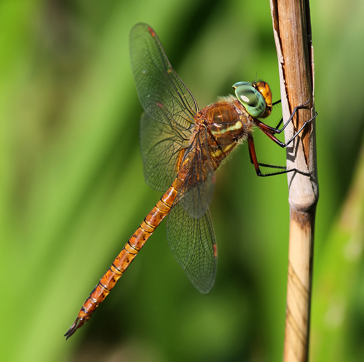 Kent Dragonflies: A Good Year for the Norfolk Hawker in Kent