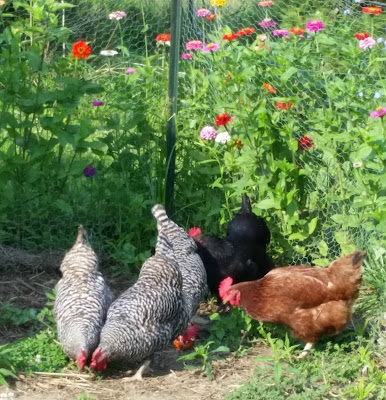 LL Farm: Feeding Egg Shells To Your Chickens