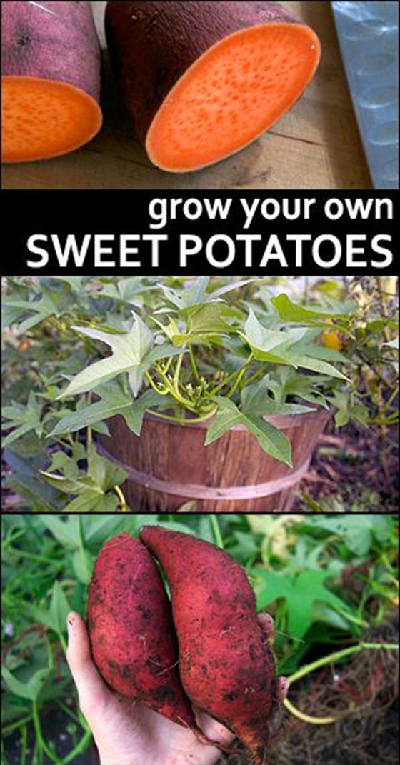 10 TIPS ON GROWING SWEET POTATOES 101 Gardening