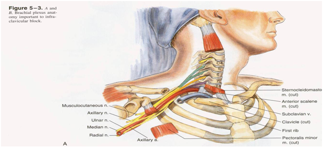 Regional Anesthesia Manual—upper Extremity Blocks Dentistry And Medicine