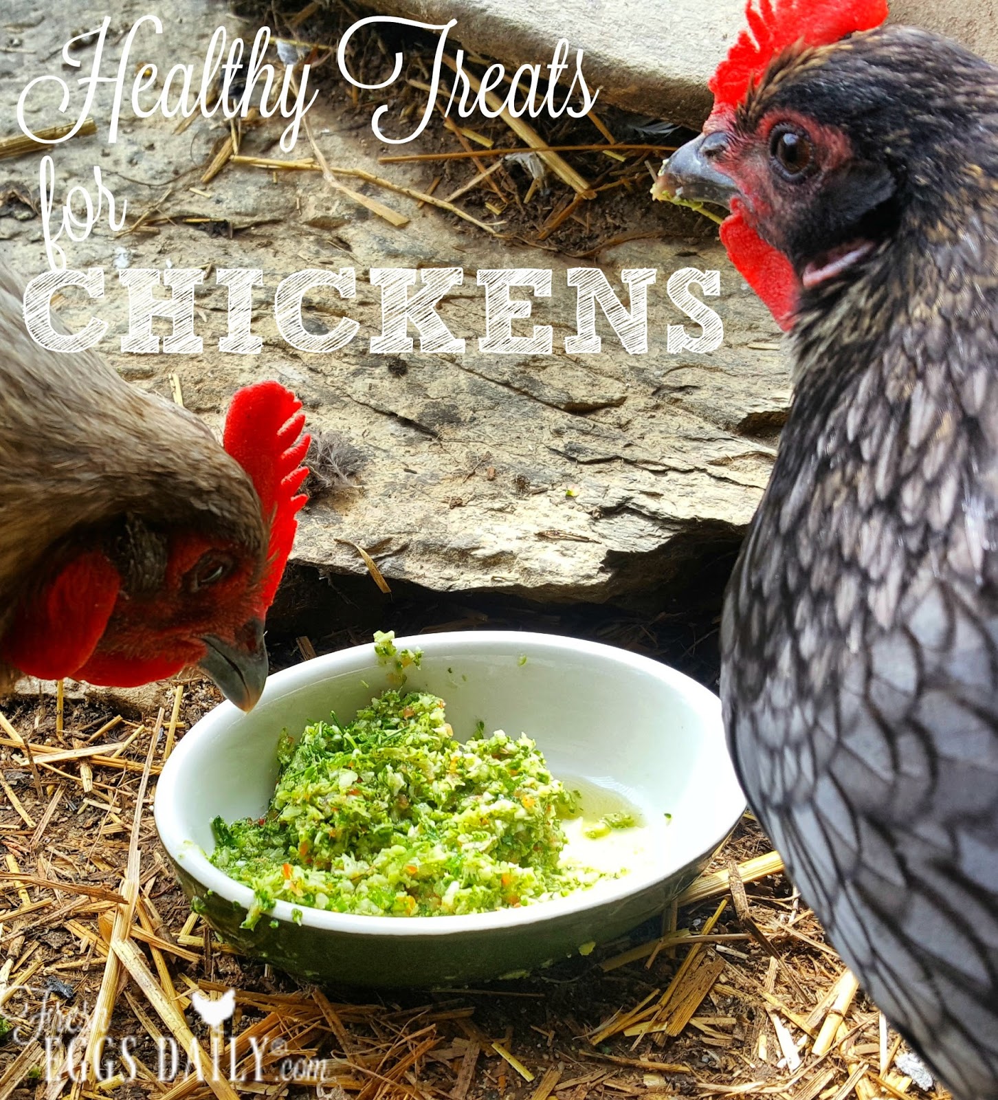 healthy treats for chickens a handy guide fresh eggs daily