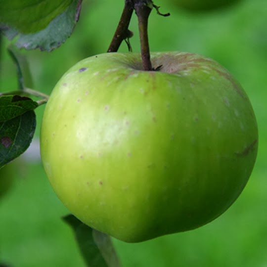 https://www.treesandplants.co.uk/products/Carlisle-Codlin-Apple-Trees.html