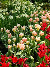 Tulipa Green Wave Parrot tulips Centennial Park Conservatory 2015 Spring Flower Show by garden muses-not another Toronto gardening blog