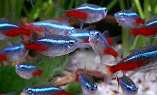 Buat Pemain Baru Akuarium Air Tawar Mari Sama Sama Belajar Neon