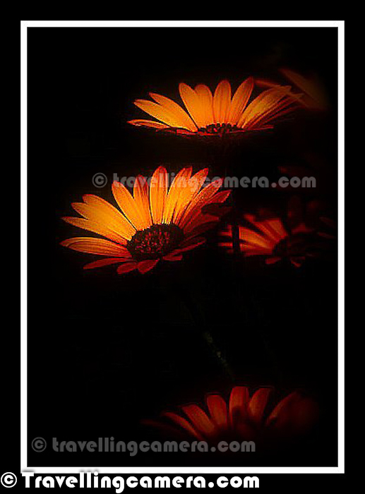 Today is day of Flowers with Black/Dark Backgrounds. The day started with a Facebook chat with one of my friends. He wanted to know the secrets of such shots where we see Flower with Black/Dark Photographs. Of-course, on Photo Journey we are not going to share various techniques to achieve it. This Photo Journey is more about sharing some of the photographs we have shared in different stories and have colorful flowers with Black/Dark background.In the bottom there is a link to know techniques to achieve such photographs, which are quite simpleThe First photographic result is mix of some shooting techniques and Post-Processing in Adobe Photoshop Lightroom.  But the photograph just above is not processed at all. This one was shot during one of my trips to Jim Corbett National Park and these flowers were there in the resort, where we were staying. If you see carefully, above photograph is showing back side of the photograph and direction of shooting this flower was one of the main requirement to get black background. If the question about 'HOW' is bothering you too much, then check out - http://bit.ly/GW3ywW and come back here :Above Photograph was shot during Noida Flower Show in 2010 and the original photograph was not properly shot. So above photograph has lot of Photoshop work and it's basically over-processed.Blacks are something which makes any photograph more appealing. Many times people ask - 'Last night I clicked some photographs at my daughter's birthday. What should I do in Photograph to make them better'. The very simple answer from my side is Levels and Blacks. Because, the way people think about Photoshop is not right. There is lot of subjectivity involved when we talk about Post-Processing a photograph in Photoshop. How such questions can have simple answer.If you are also interested in trying such photographs, just check out - http://bit.ly/GW3ywW. This article talks about each photograph you are seeing in this Photo Journey and talking about the basic approaches followed for these.