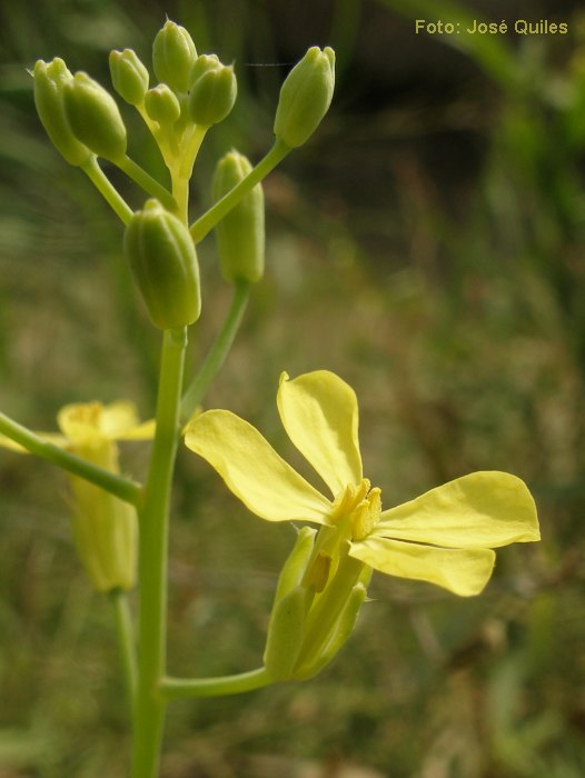 FLORS Bràssica fruticulosa (Brassica fruticulosa)