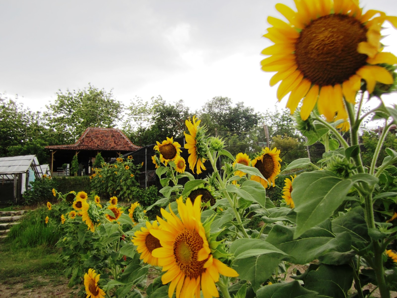Gambar Agrowisata Kebun Kelengkeng Suwarno