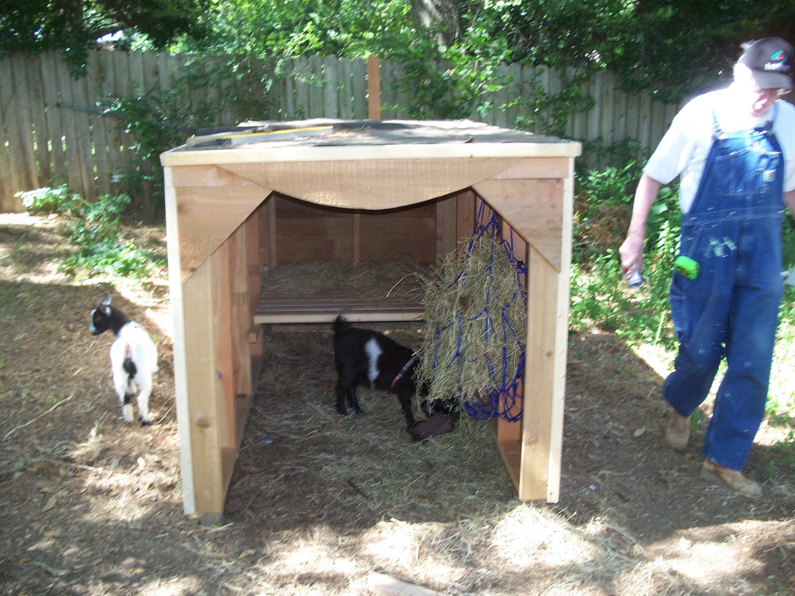Curtis PDF Plans How To Build A Goat House 8x10x12x14x16x18x20x22x24