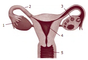 Selaput pembungkus embrio salah satunya adalah amnion yang mempunyai fungsi . . . .