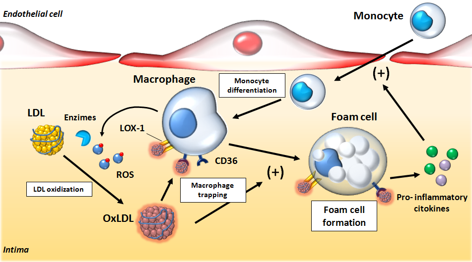 học Y Các xét nghiệm đánh giá rối loạn Lipid máu