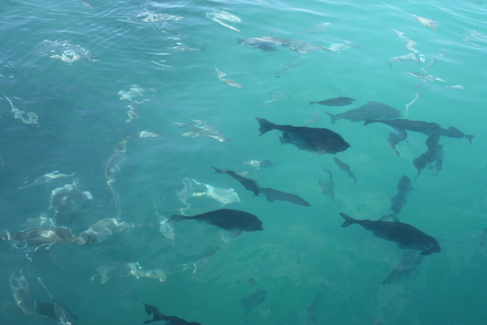 Glass Bottom Boat Glass House