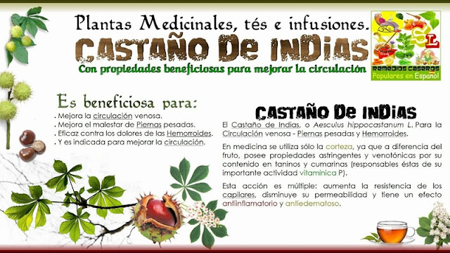 Castaño de las Indias