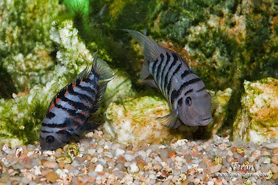 Cíclido Convicto Cíclido Convicto