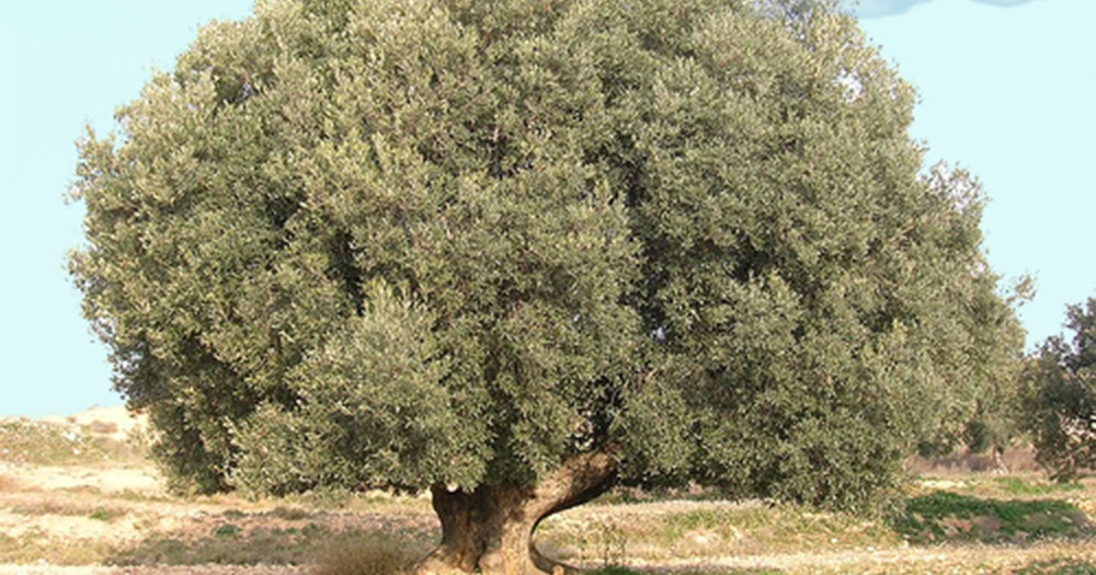 Todo a tan solo un clic El beneficio de la infusión de hojas de olivo para la salud