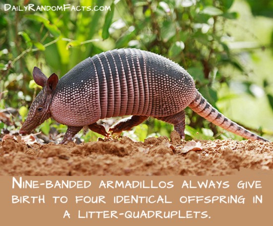 animal facts, facts about animals, interesting animal facts, armadillos fact