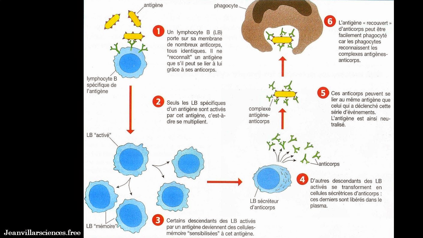Comment désacidifier l'organisme ?