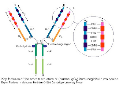 Perbedaan Antigen dan Antibodi Respon Imun Dalam Tubuh