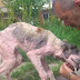 Ce pauvre chien sur le bord de la mort ne ressemble plus du tout à ça grâce à ce couple!