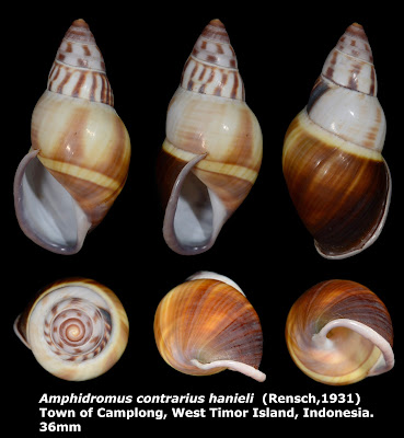 Amphidromus contrarius hanieli 36mm