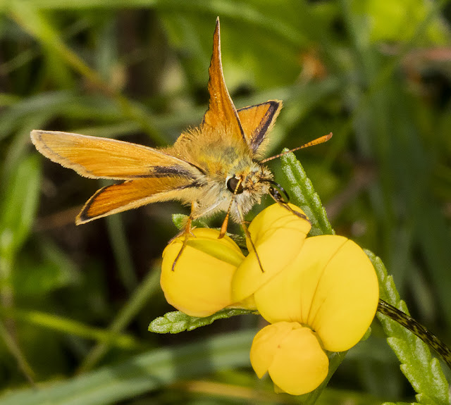 Small Skipper, Thymelicus sylvestris, on Common Bird's-foot Trefoil, Lotus corniculatus. 6 July 2016. Small Skipper, Thymelicus sylvestris, on Common Bird's-foot Trefoil, Lotus corniculatus. 6 July 2016.