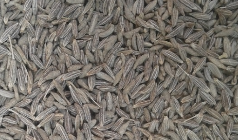 Jeera / Cumin Maintains Blood Sugar Level Jeera / Cumin Maintains Blood Sugar Level