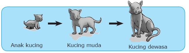 Pembelajaran Ipa Kelas 4 Sd Daur Hidup Makhluk Hidup