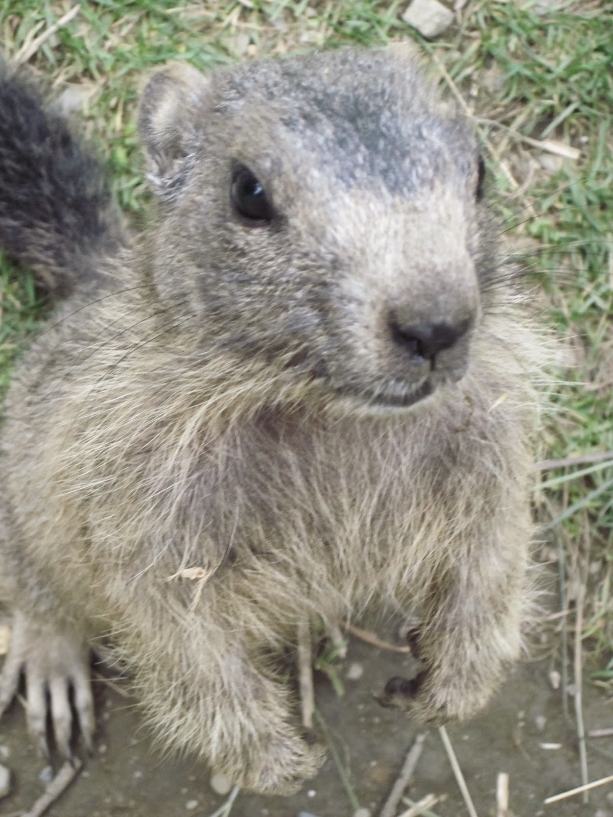 animal marmota